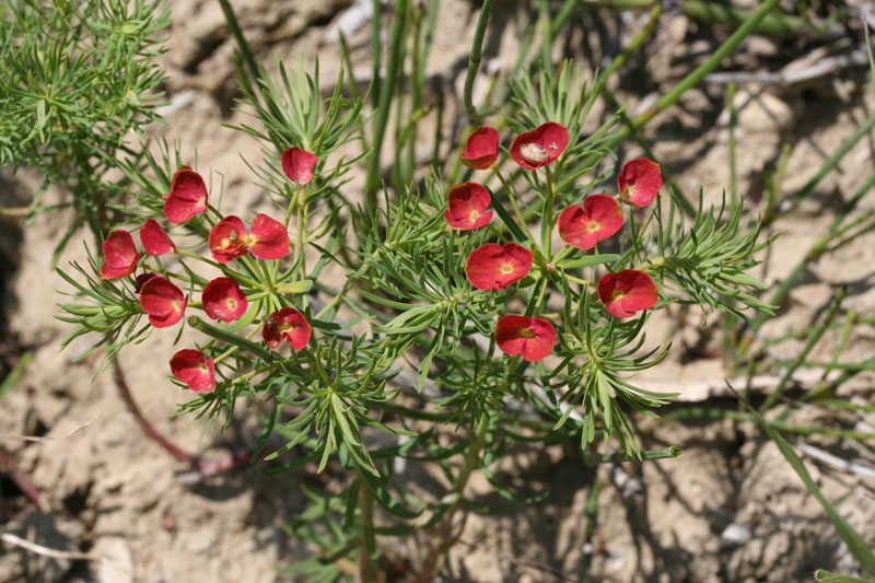 Euphorbia cyparissias / Euforbia cipressina